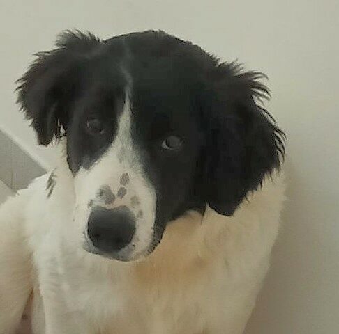 Tobi