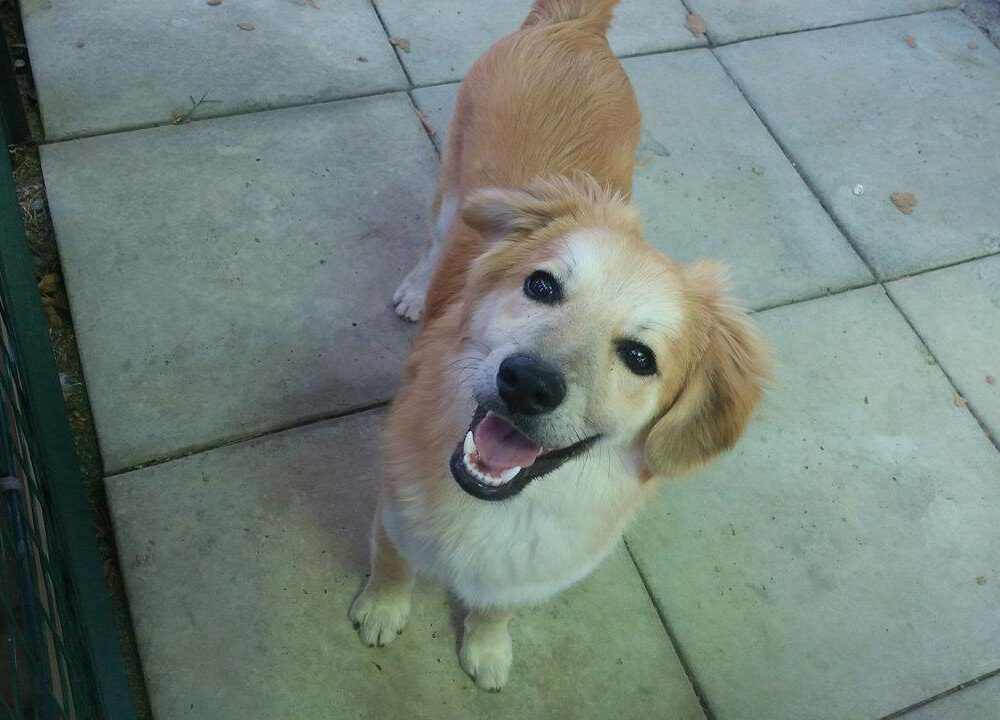 Teo