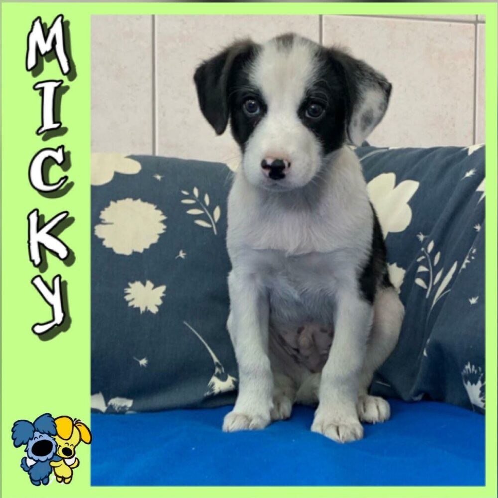 Micky