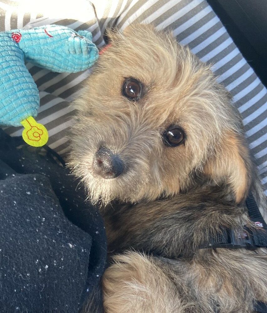 Penelope