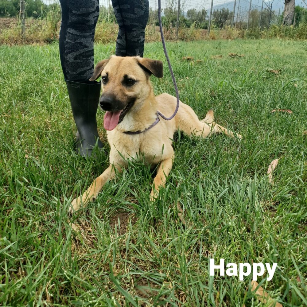 Happy