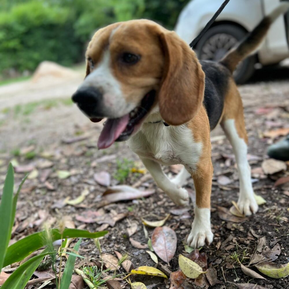 Rubino (Milo)