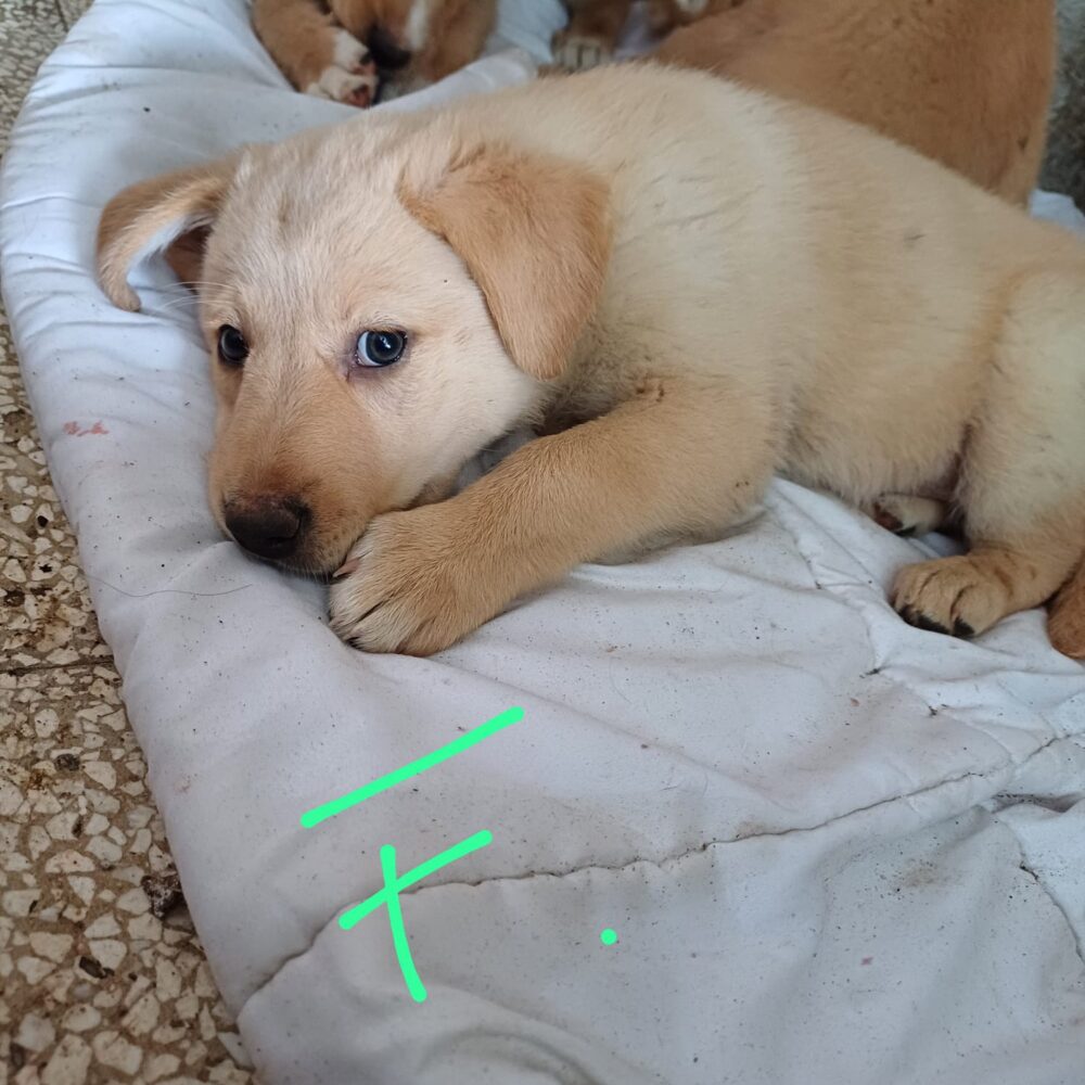 Greta