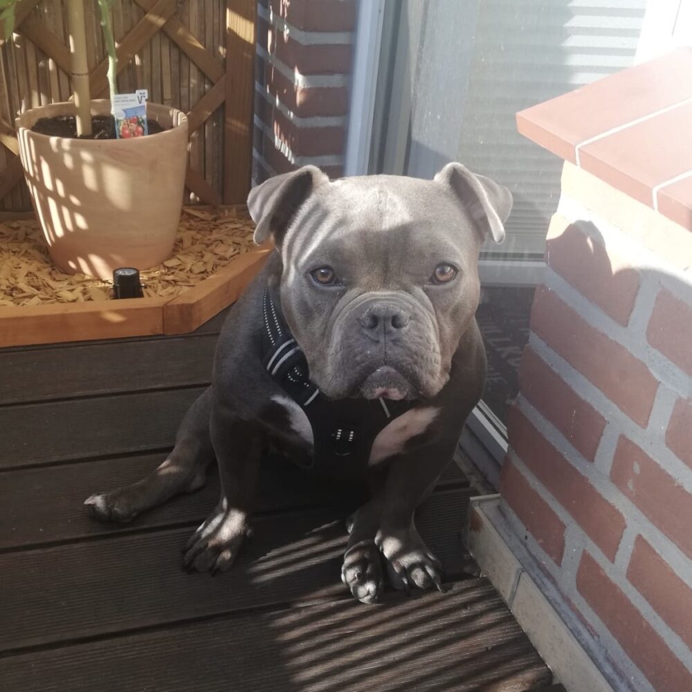 Stella