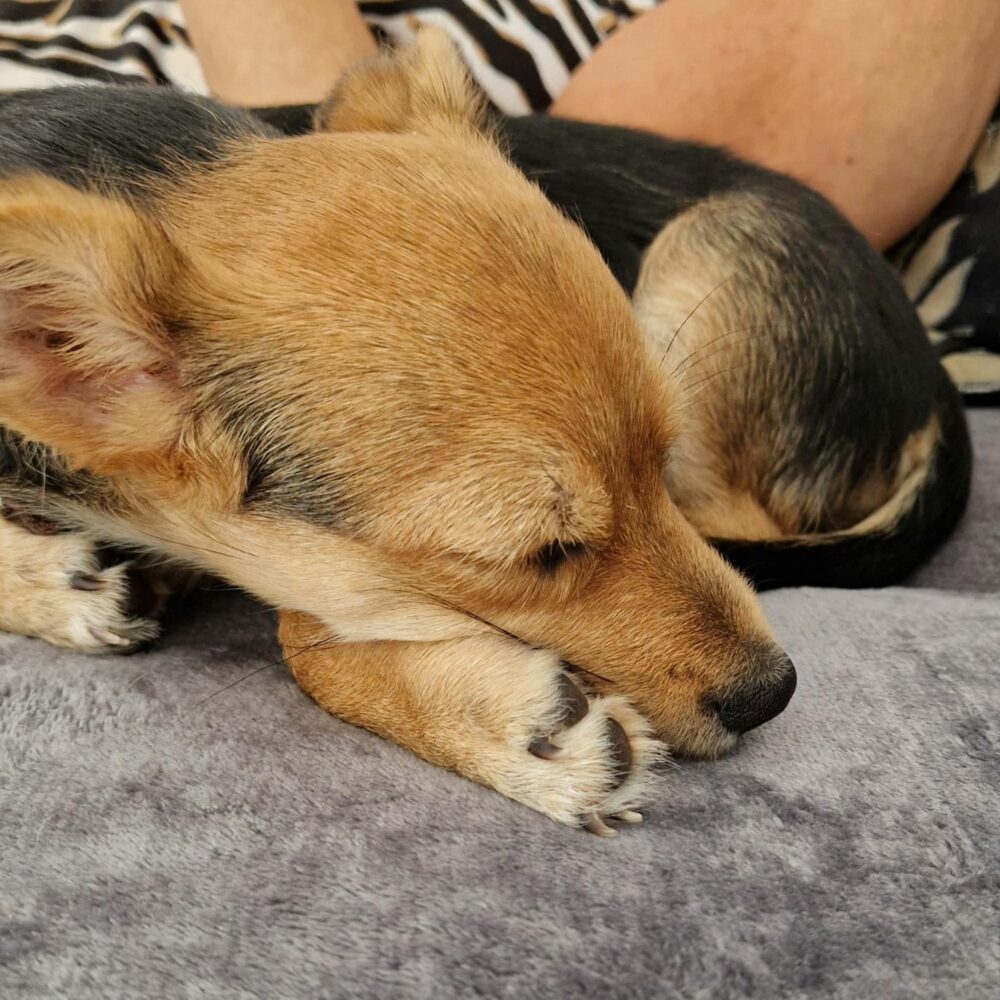 Peppino