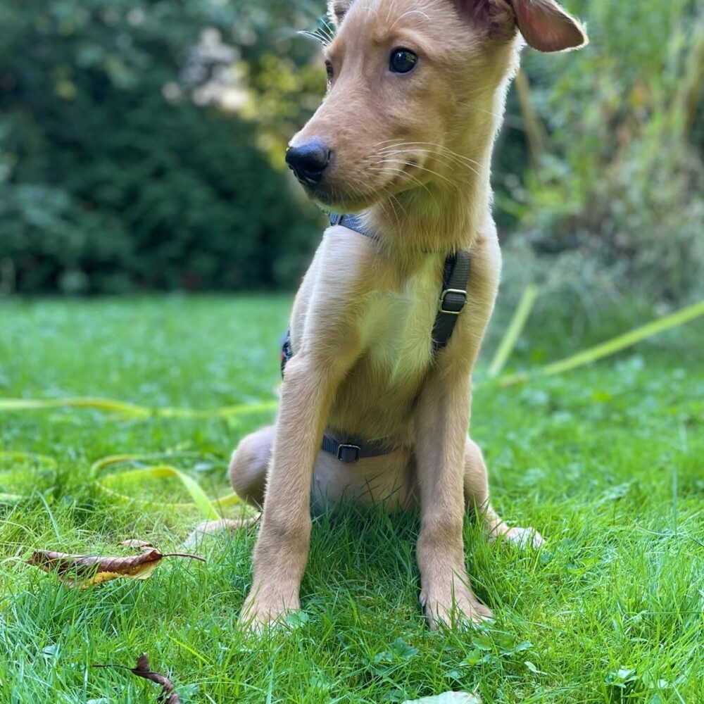 Elsa