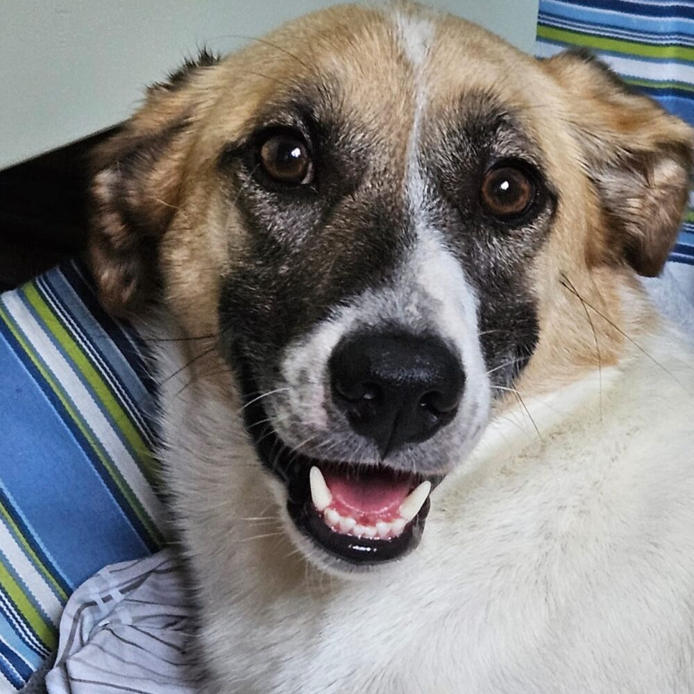 Max