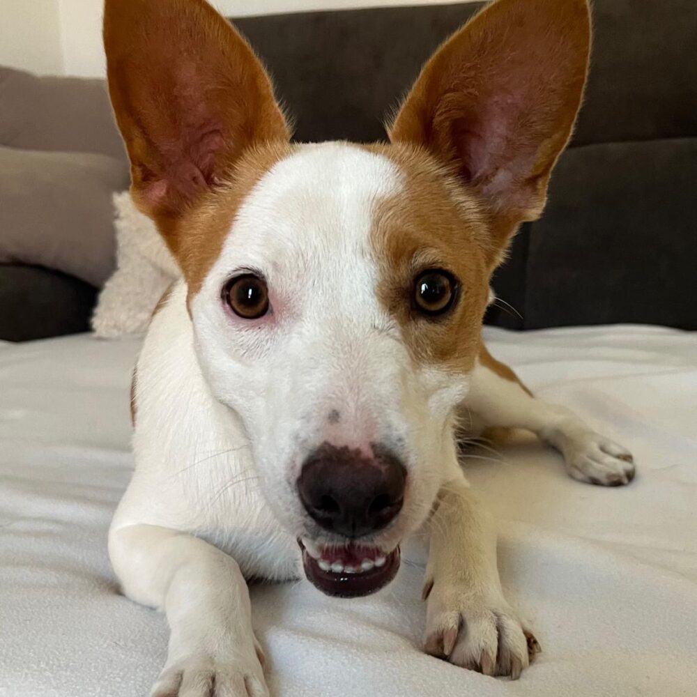 Benny