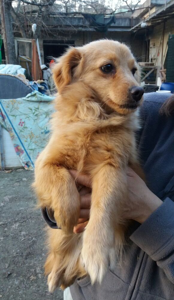 Sofi