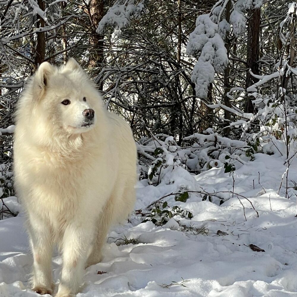 Valentina