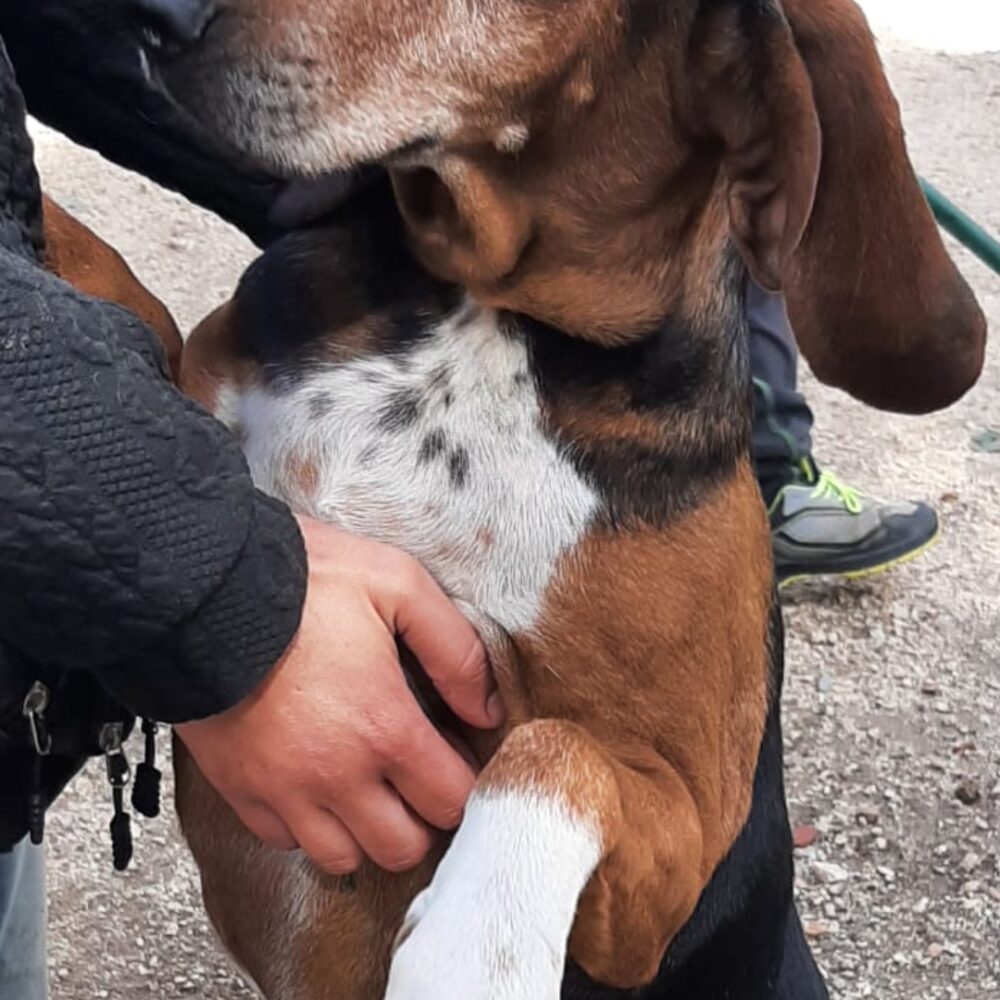 Ciro