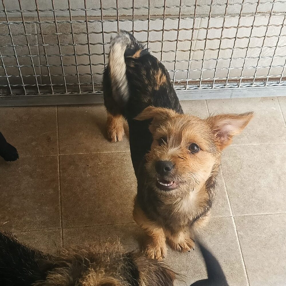 Benny