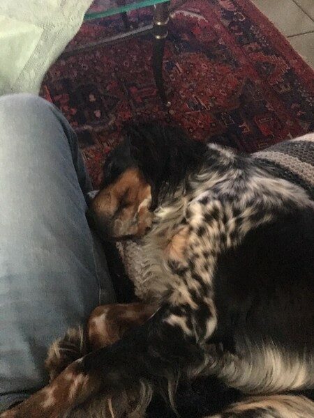 Raja