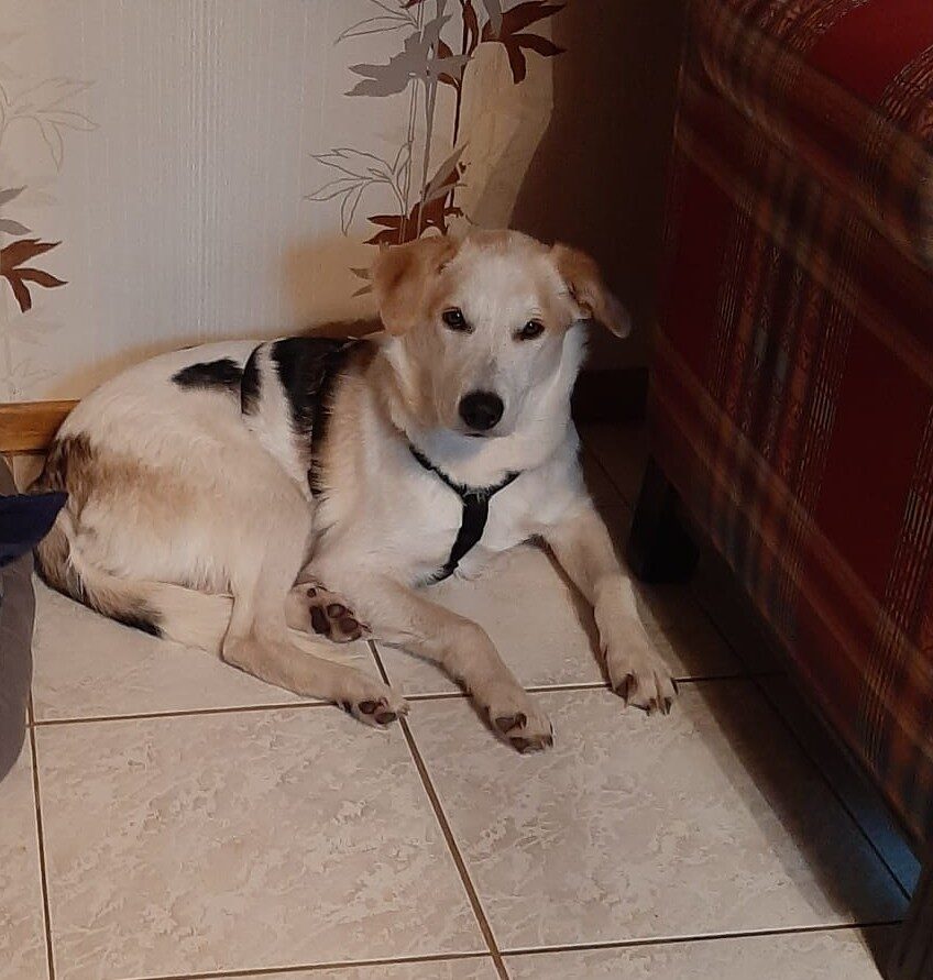 Peppino