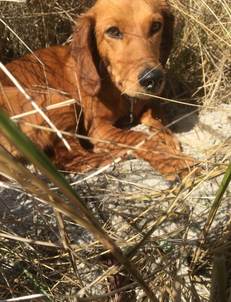 Lea
