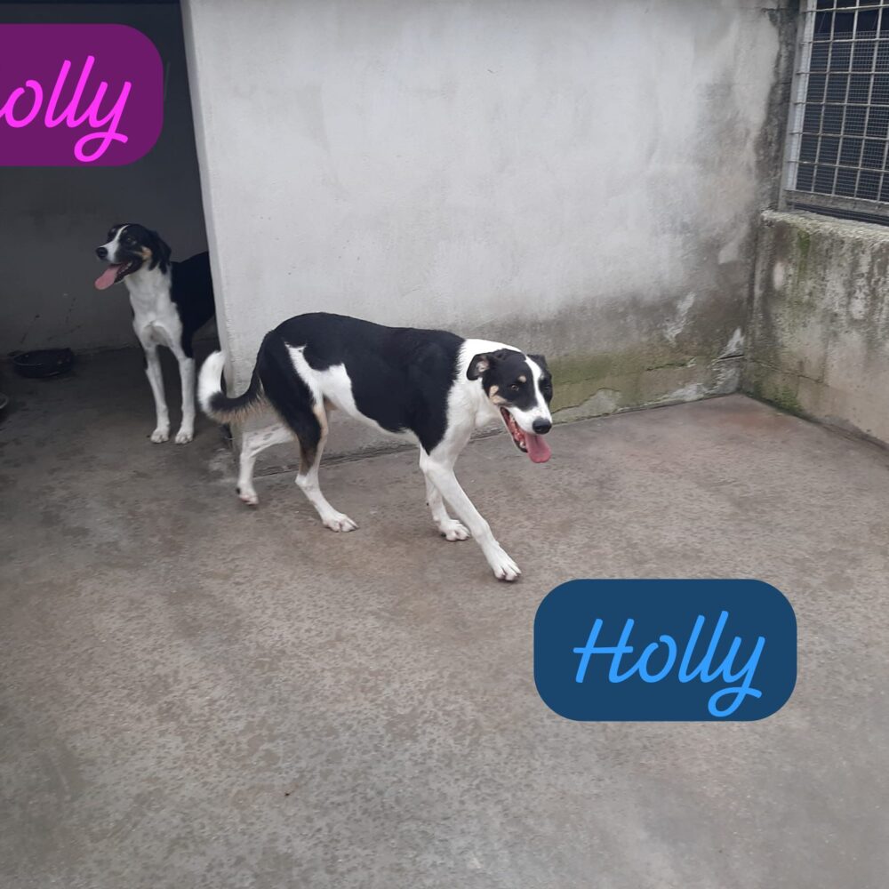 Holly