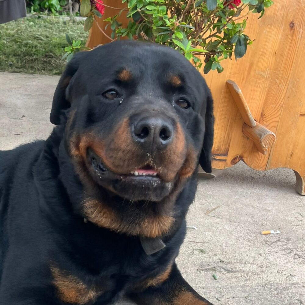 Diego