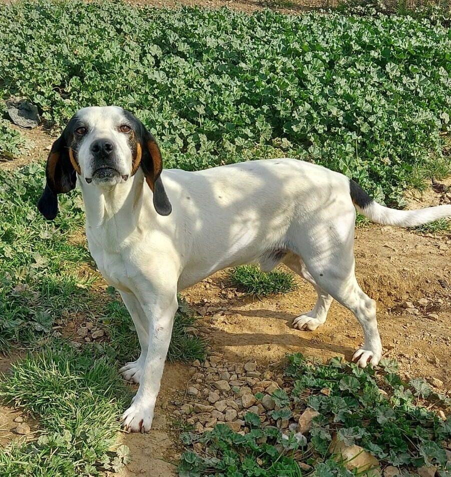 Blanco