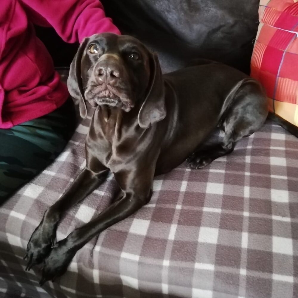 Toffee