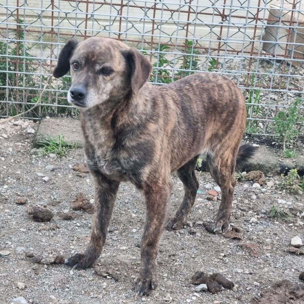 Tina (Tigna)