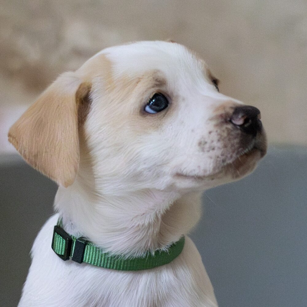 Tino