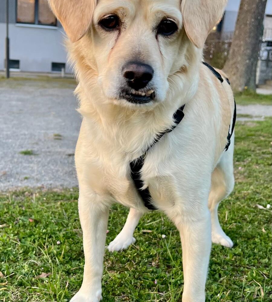 Milo