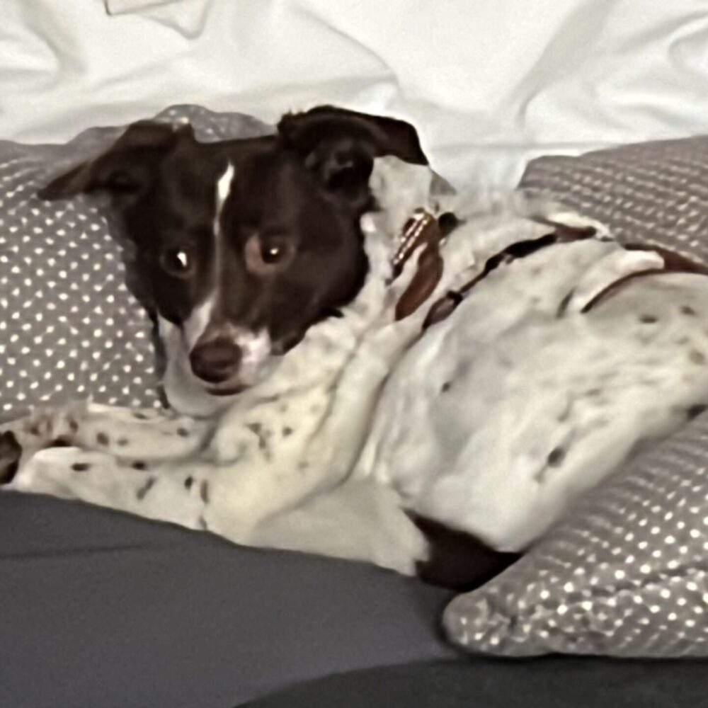 Bonnie