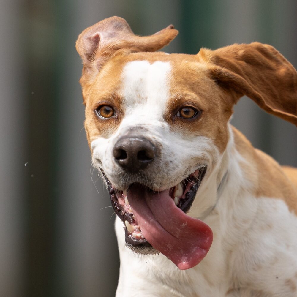 Amadeo