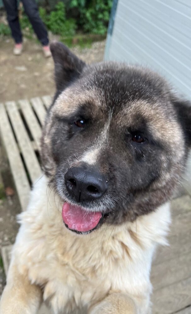Stella