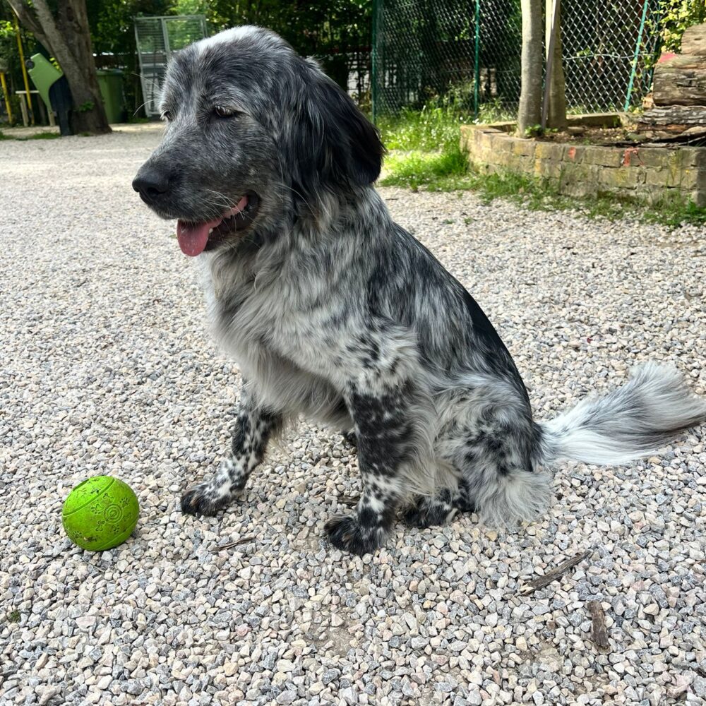 Masha