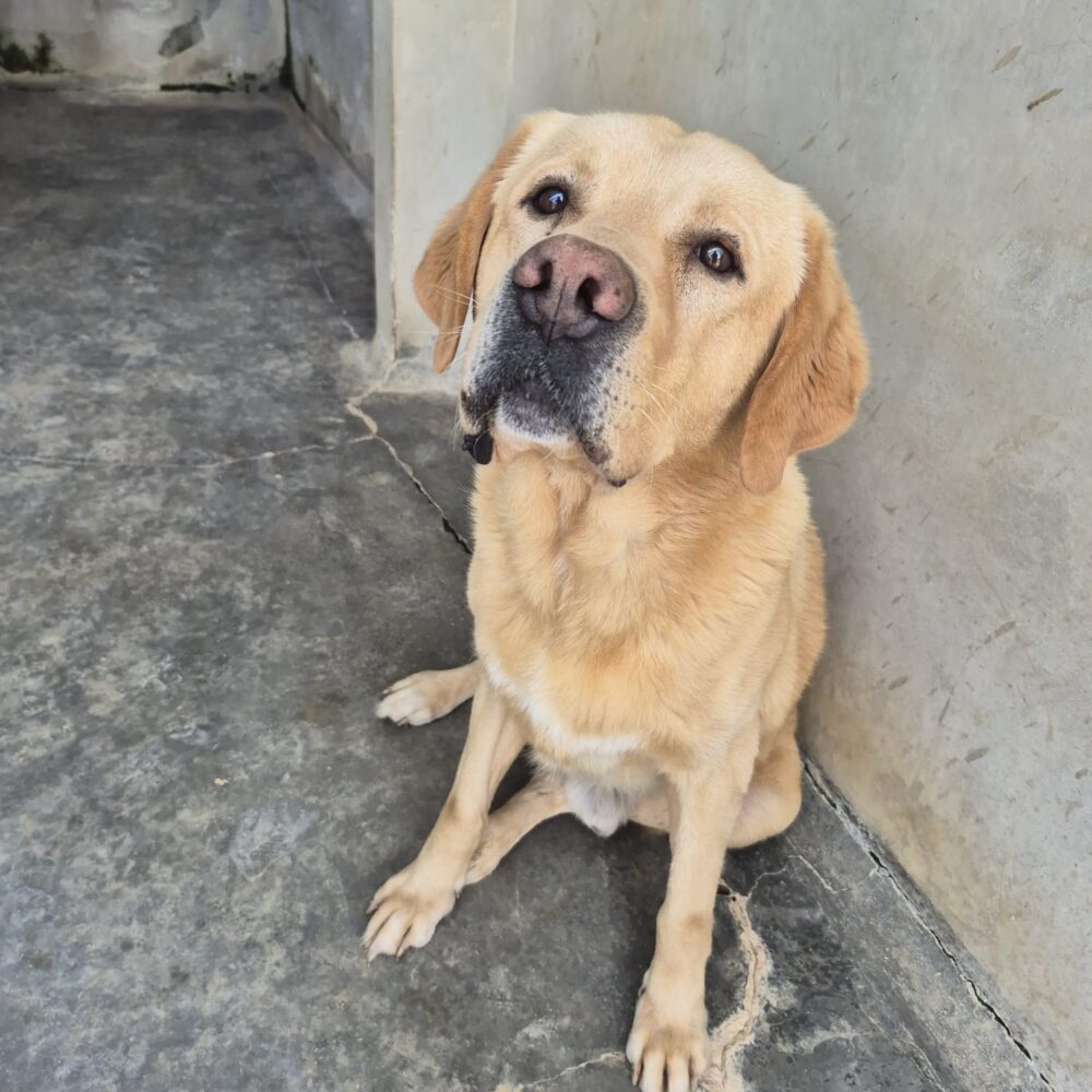 Cirilo