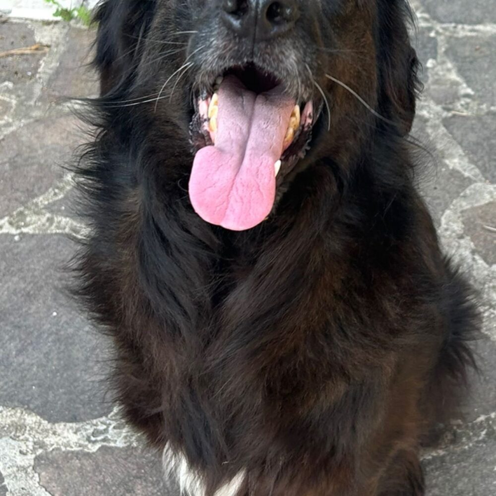 Baloo
