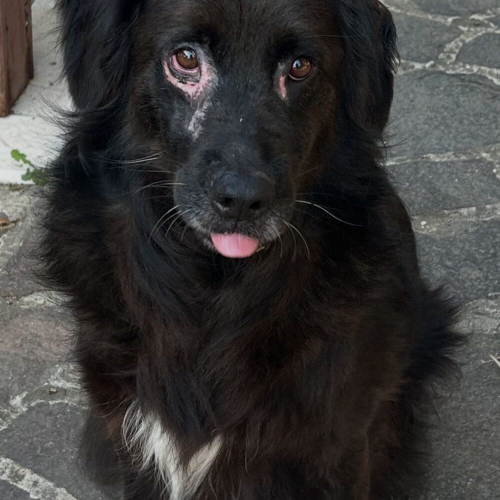 Baloo