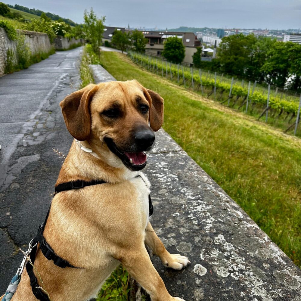 Diego