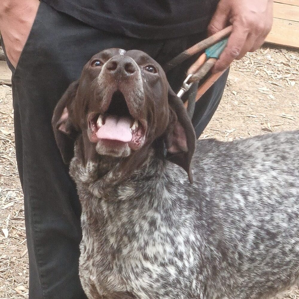 Igor