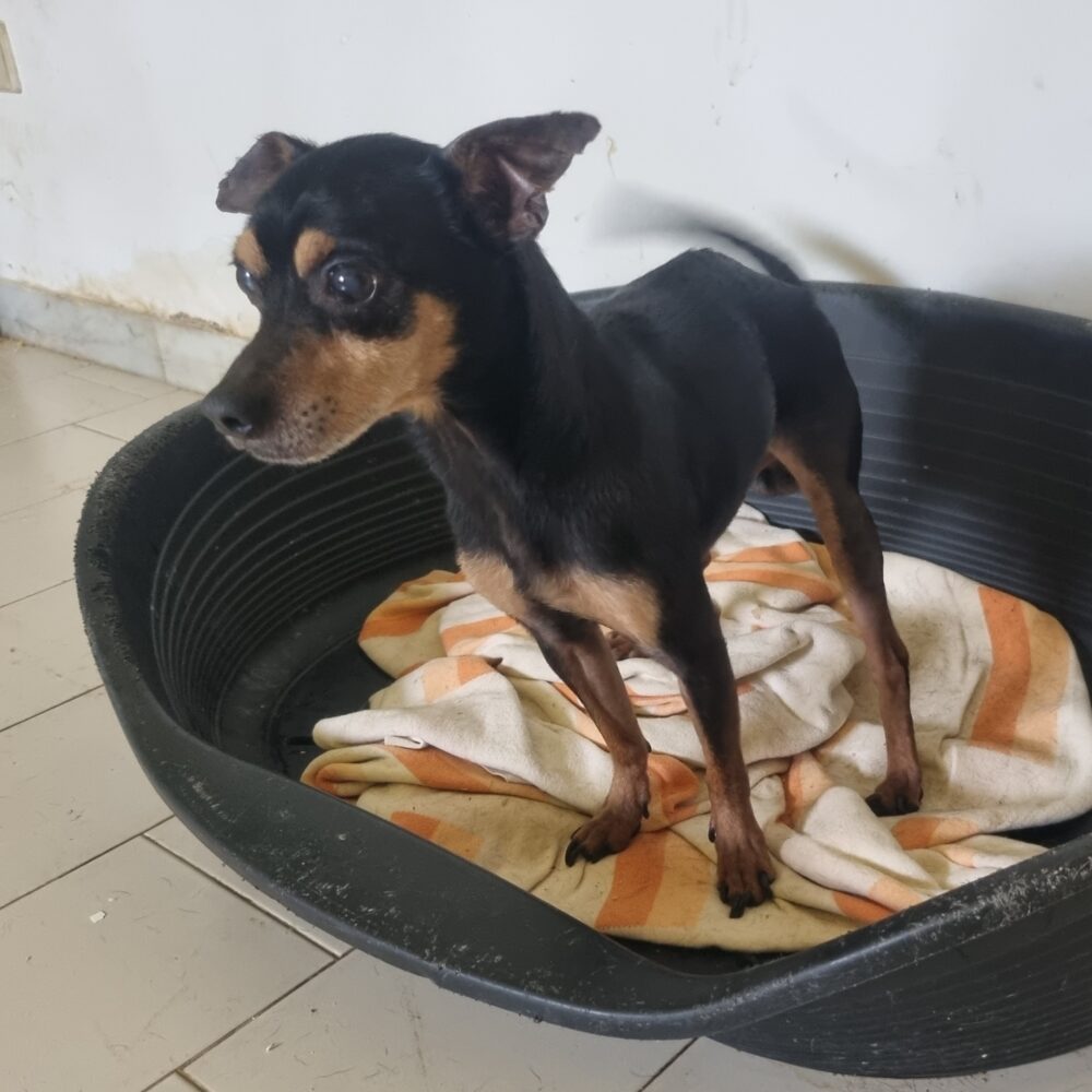 Coco