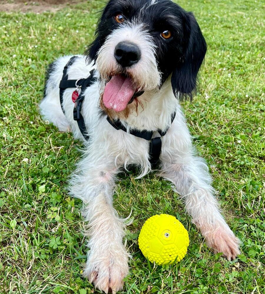 Olly