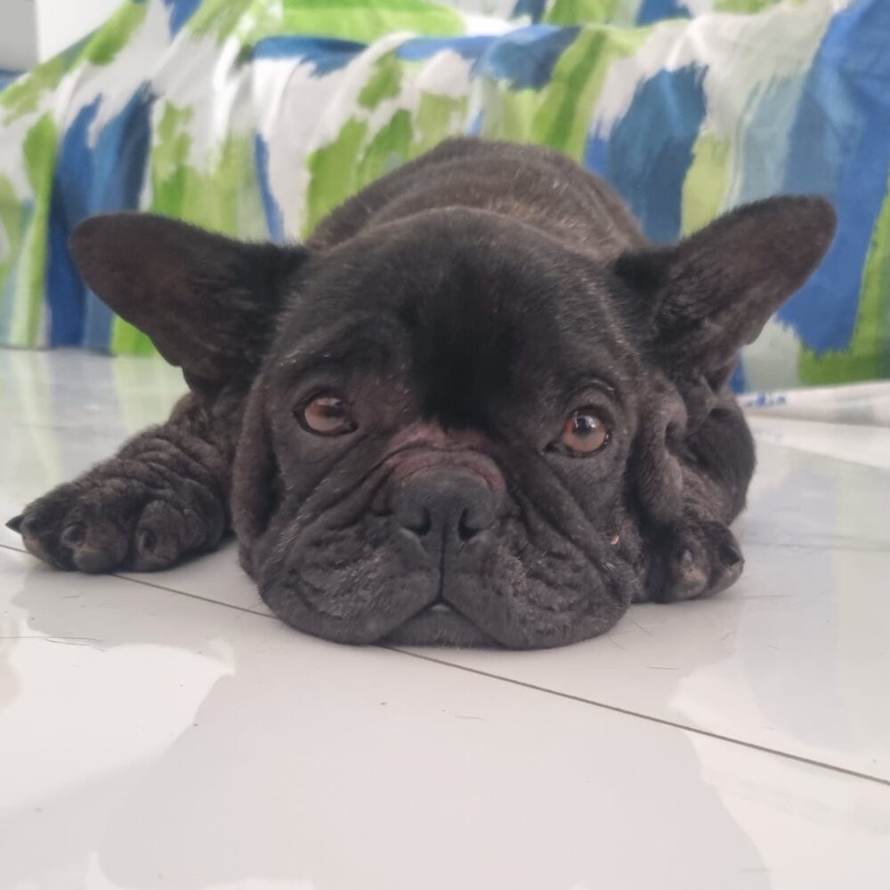 Bruja