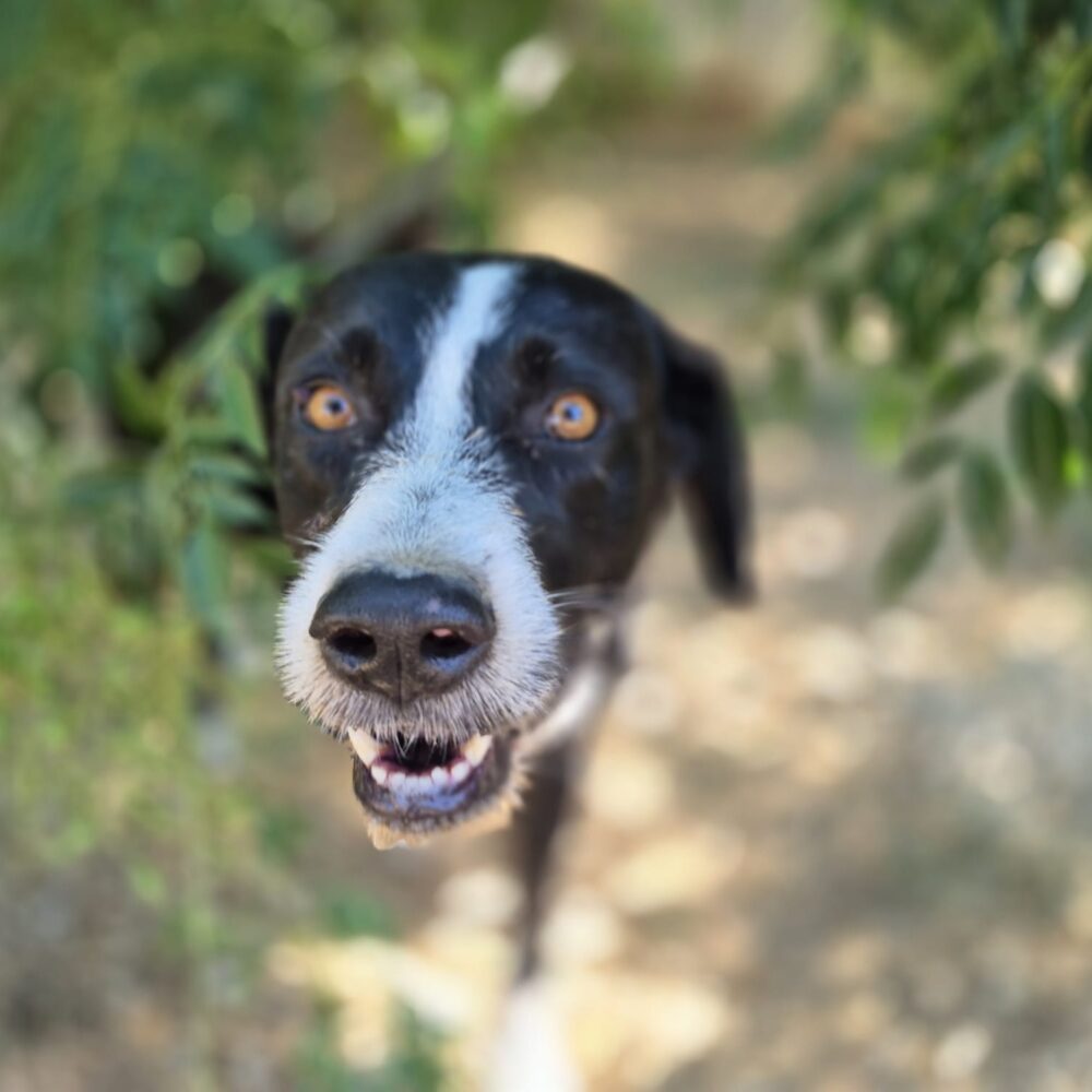 Fido
