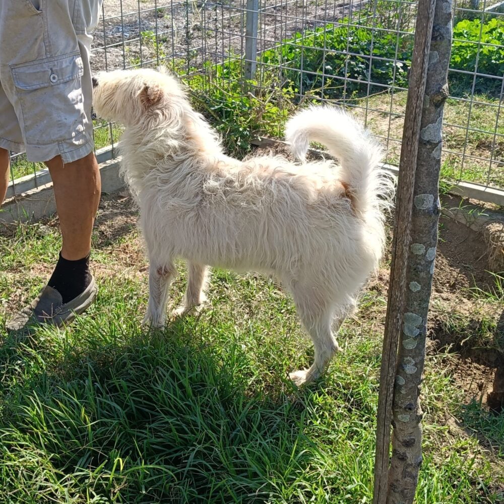 Mirtillo