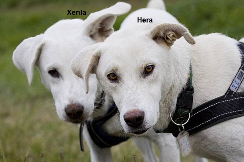 Hera