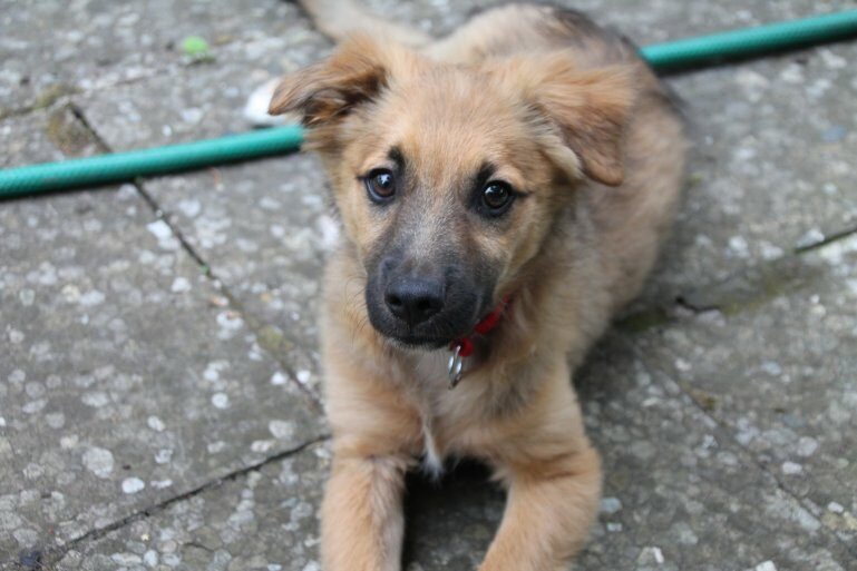 Chicco