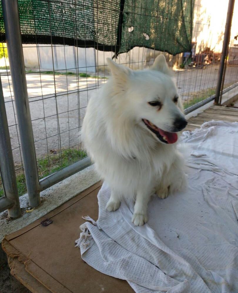 Chicco