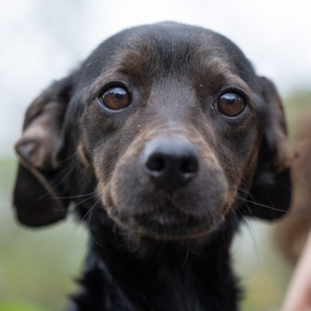 Paco