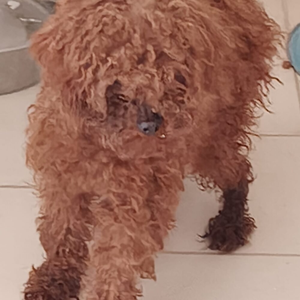 Coco