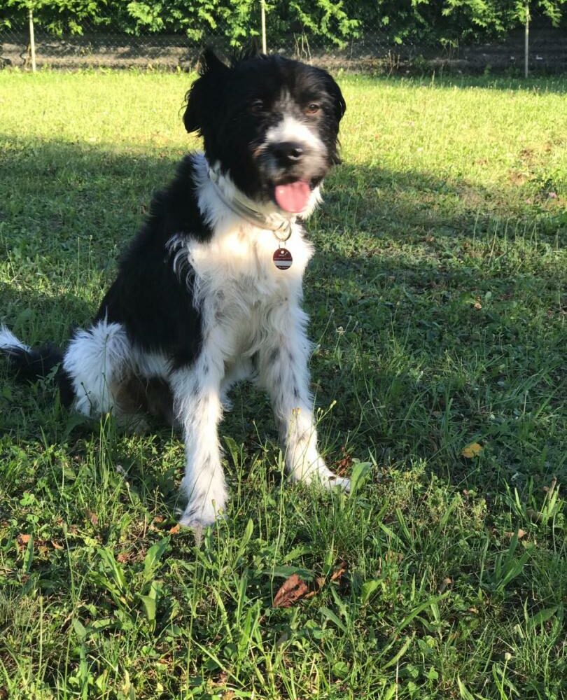 Pippo