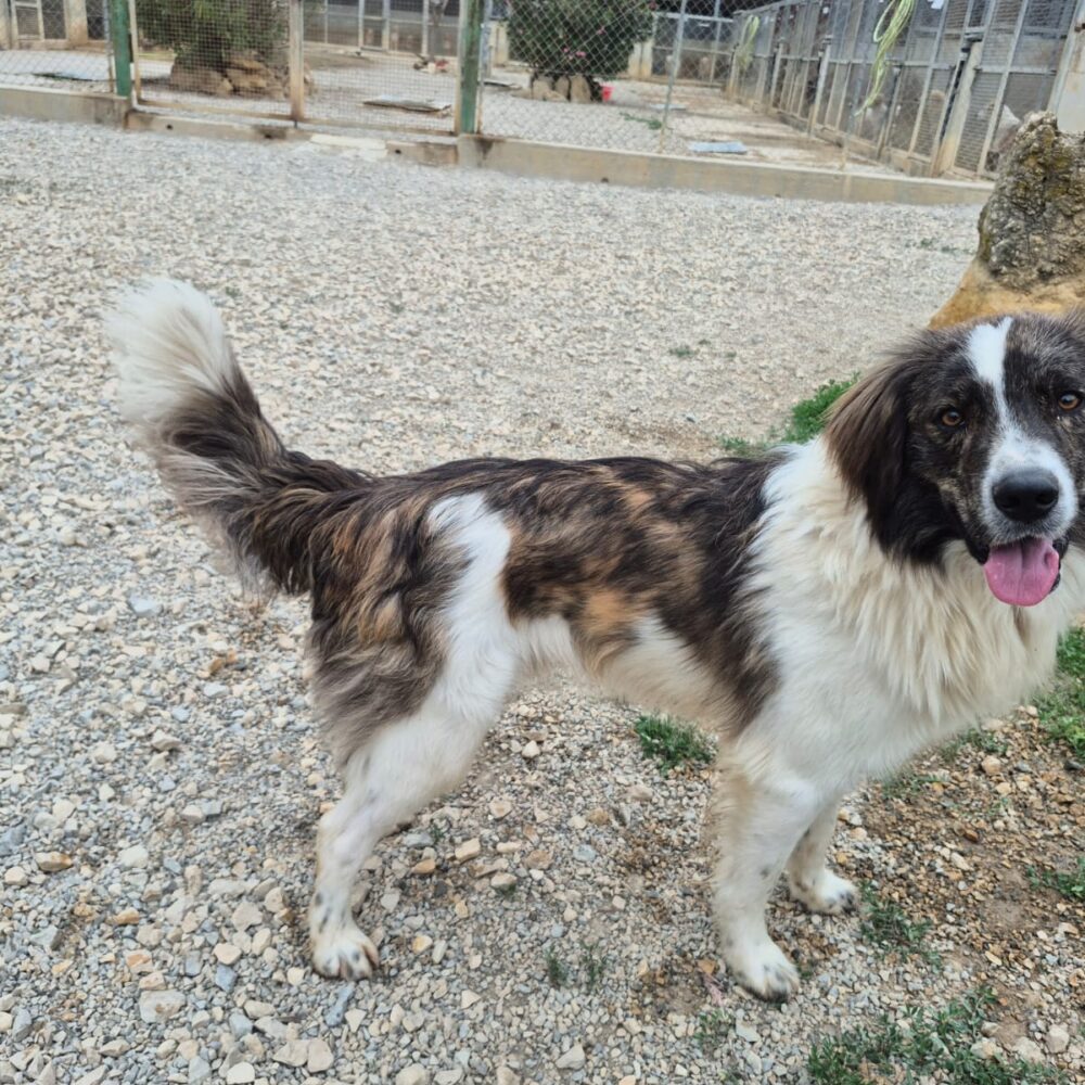 Max
