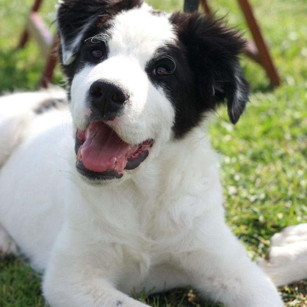 Zeus