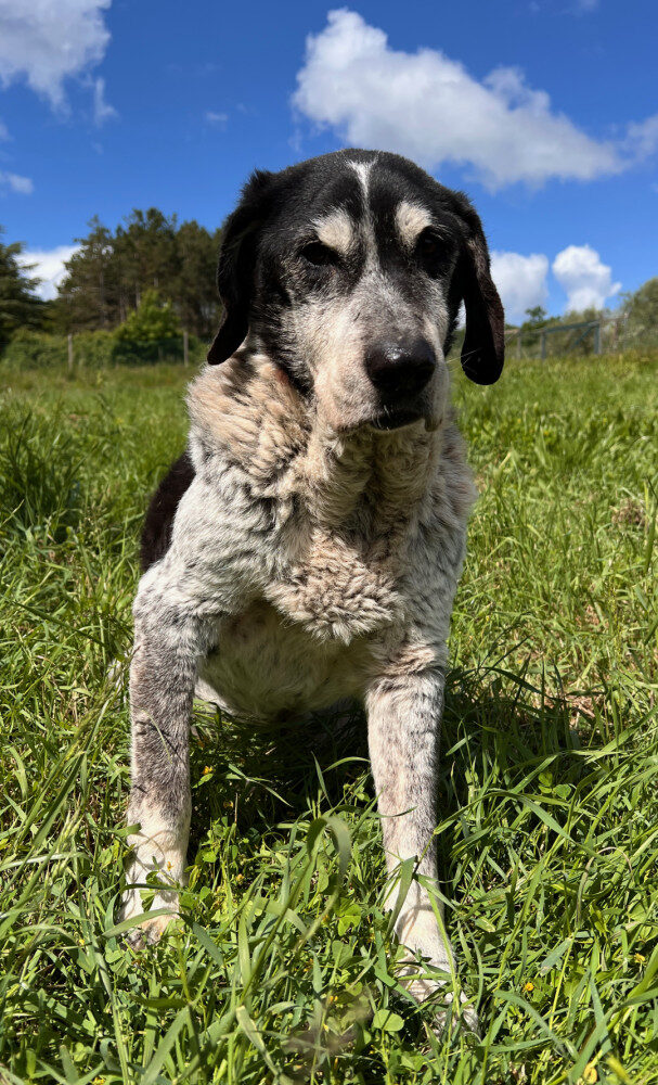 Capitano (Bast)