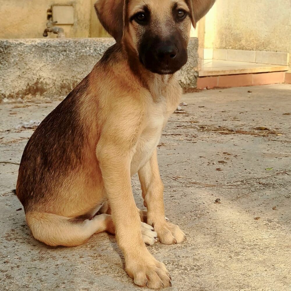 Enna